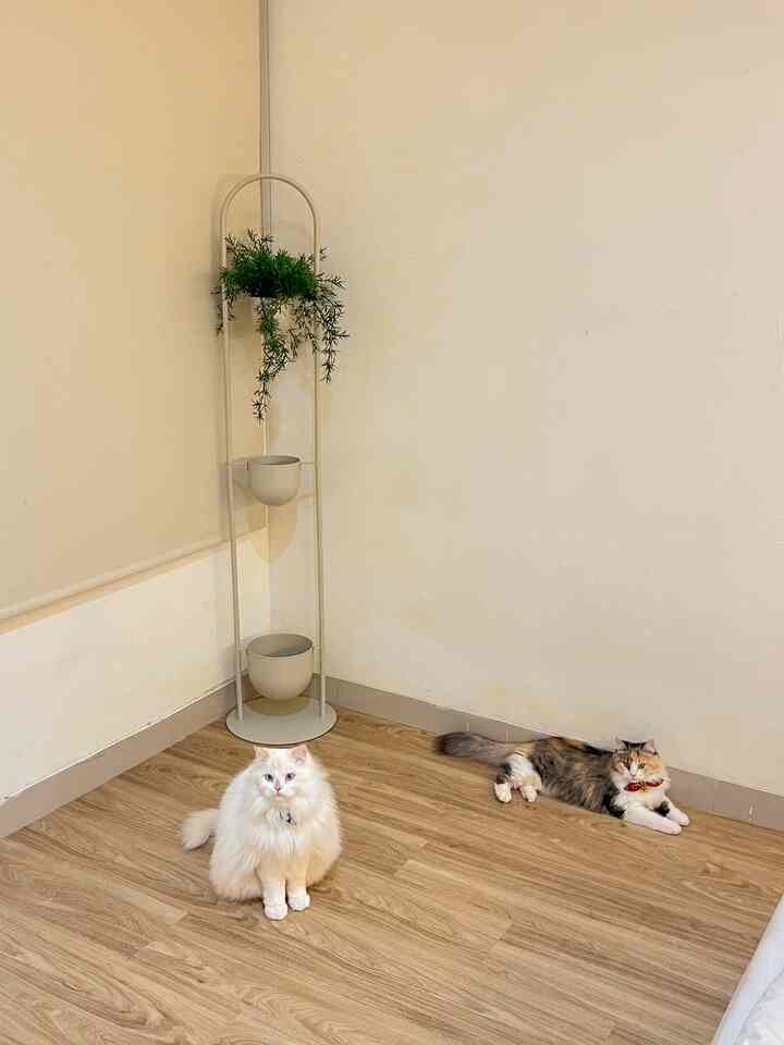 Barang dekoratif di kamar saya #ikea #vivere #japandi #cats #homeinspo #home #homedecor