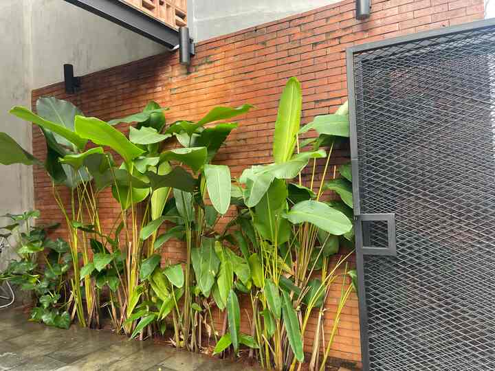 OTW on becoming tropical house… keinginan hati ini masih terus belajar. PR besar utk menjadikan rumah buaran sesuai konsep awalnya. Penambahan tanaman hidup sedikit demi sedikit terus bergulir. Tidak mudah, karena faktor sinar matahari yang jadi elemen penting. Tapi harus terus semangat..ada yang mau berbagi tips mungkin?

#TropicalHouse #Homedesign #TanamanHidup #KreasiTanaman #RumahBuaran 