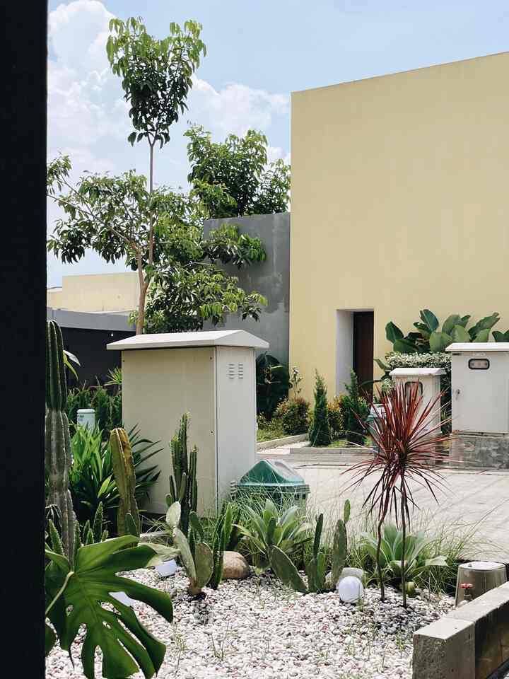 Outdoor garden space with yellow tone walls and assorted succulents under bright sunlight