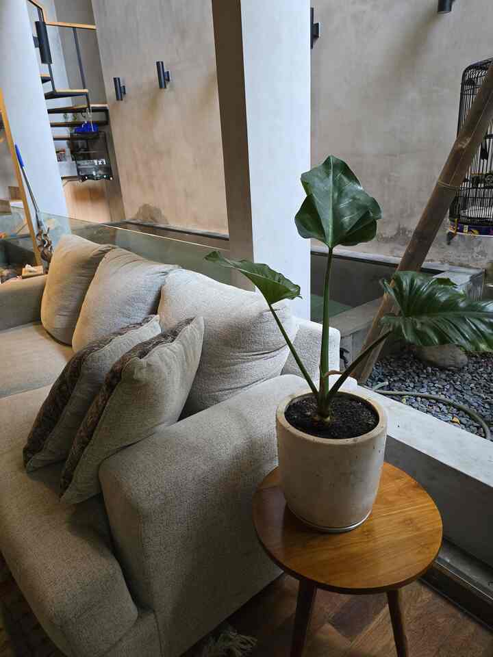 Benda/mahluk hidup di rumah buaran ini yang membuat kami nyaman di rumah. Sofa yang super duper comfy, meja makan panjang tempat kami mengobrol dan menerima tamu, kolam kecil tempat kami menghabiskan wiken, ditemani dengan suara burung-burung peliharaan kami, yang selalu nimbrung ikut bercerita…

#BendaFavorit #RekomendasiDekor #RecommendedDekorItems #HomeStyling #HomeDecor #RumahBuaran #TropicalHouse #HousePool 
