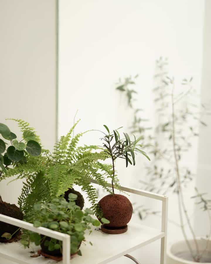 Kami suka tanaman, jadi setiap sudut rumah kami didekorasi dengan tanaman hias untuk menambah keindahan secara aesthetic dan organic 🍀

#TanamanRumah #IssetHouse #Minimalist #DekorRumah #InspirasiRumah #dekorasirumah 