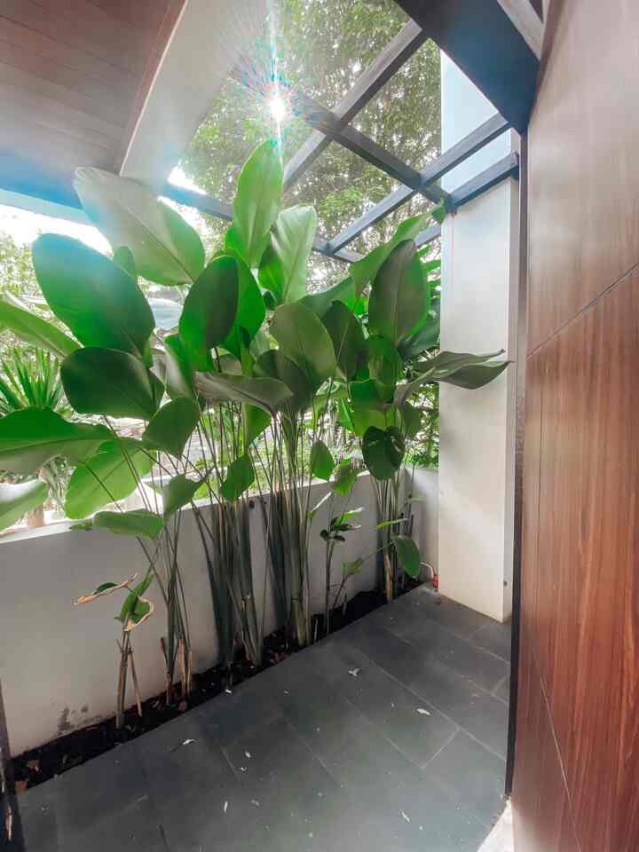 ✨Greens✨

Let's get to know the plants that I use in my house.

There aren't too many types, mostly we use Calathea luthea. It grows quickly, the important thing is that it gets sun and enough water.

Here are a few tips... if you plant this plant without a pot, be prepared for it to grow tall... if you don't want it to get too tall, it's best to give it a pot or use a concrete pot. This soil in my back garden was damaged because during the rainy season yesterday the water fell on the calathea leaves and poured heavily.

#plants #openspacehouse #tropicalmodernhouse #potestetik #idetaman