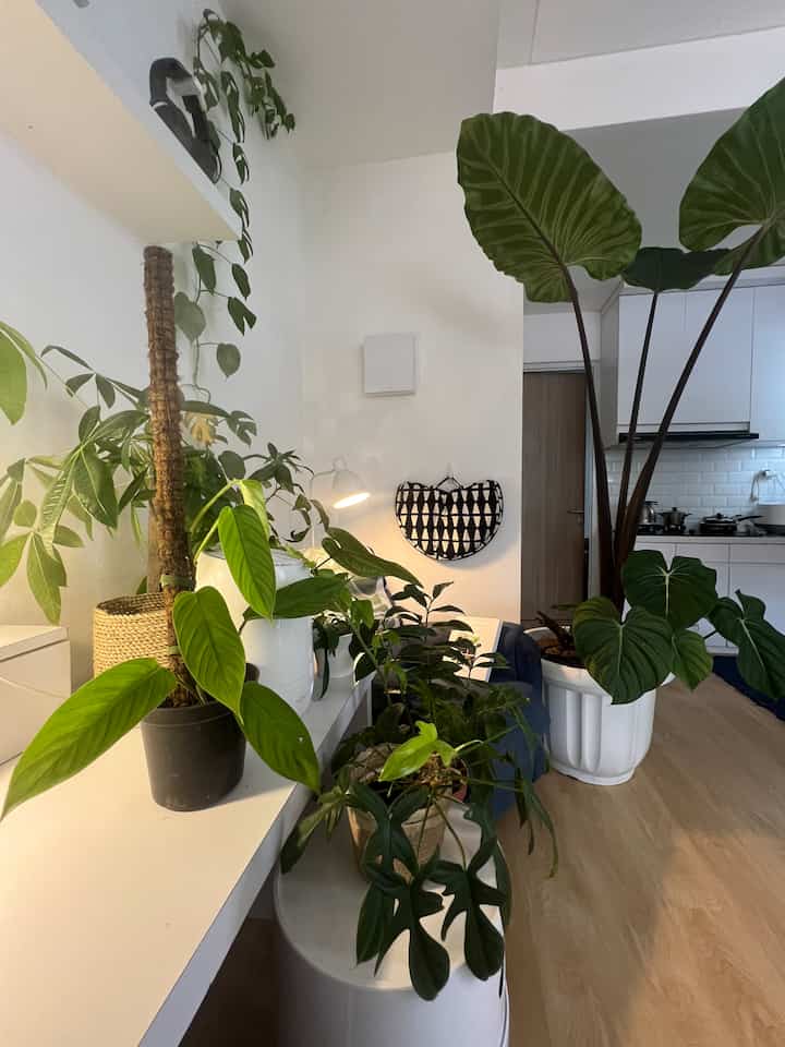 Living room and kitchen area with white walls and furniture, featuring abundant green plants creating a natural atmosphere