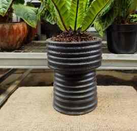 Pot Tanah Liat Piala D18T20 / Pot Terakota / Pot Tanaman