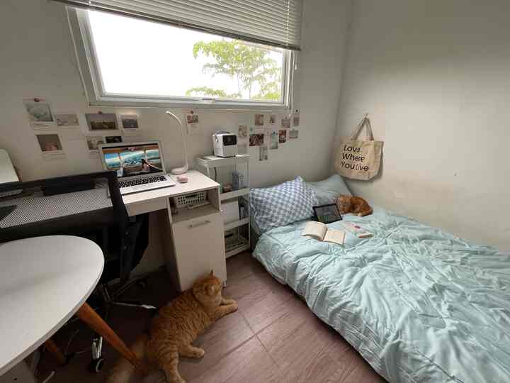 Cozy small studio bedroom with white walls, wood-tone floor, a bed, desk, and two ginger cats