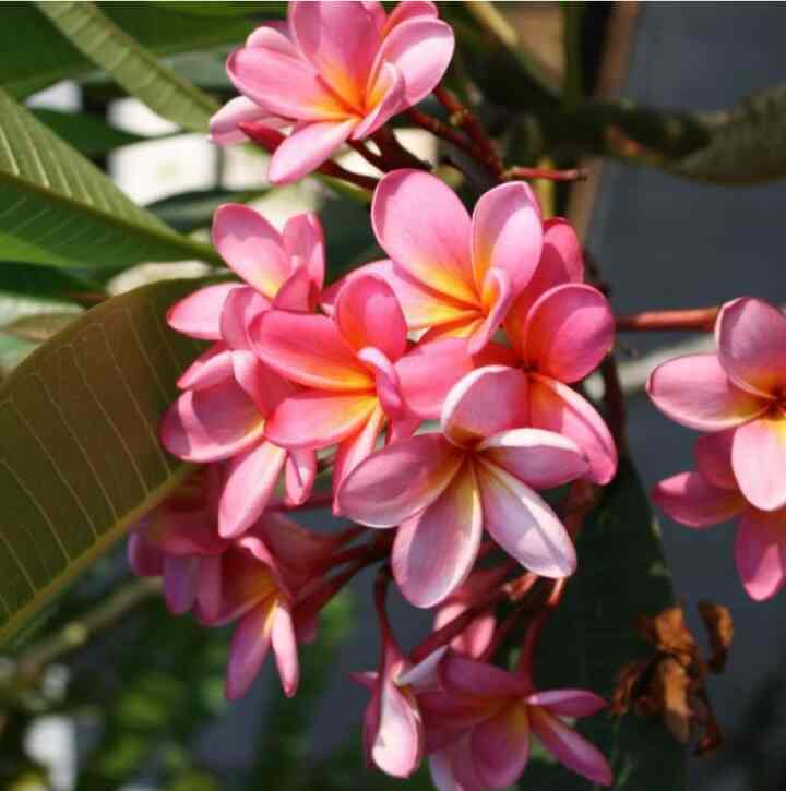 pohon kamboja bali bunga pink muda Tinggi 80cm-1 meter