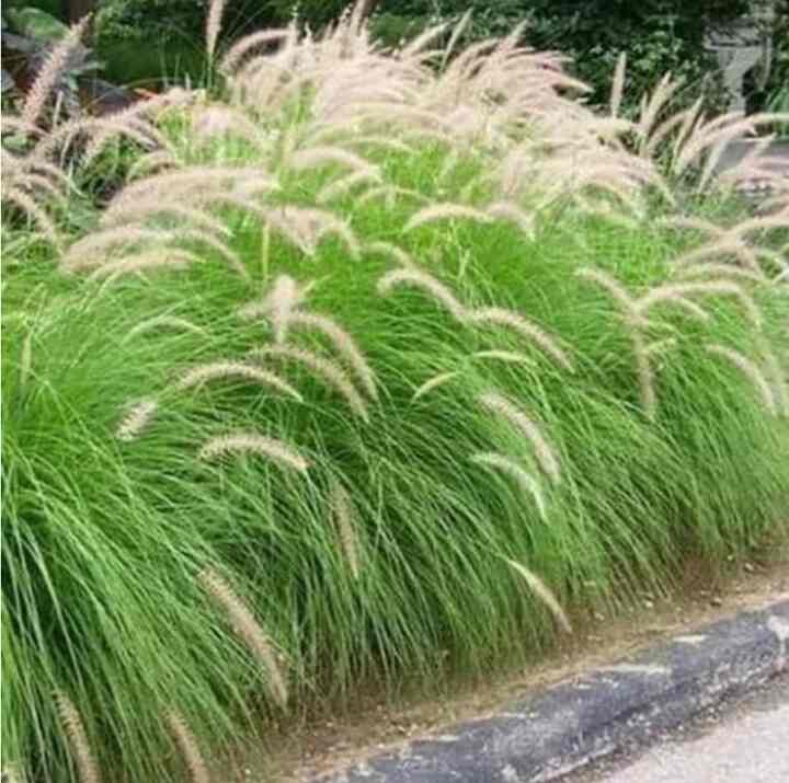 tanaman hias alang alang ekor kuda
