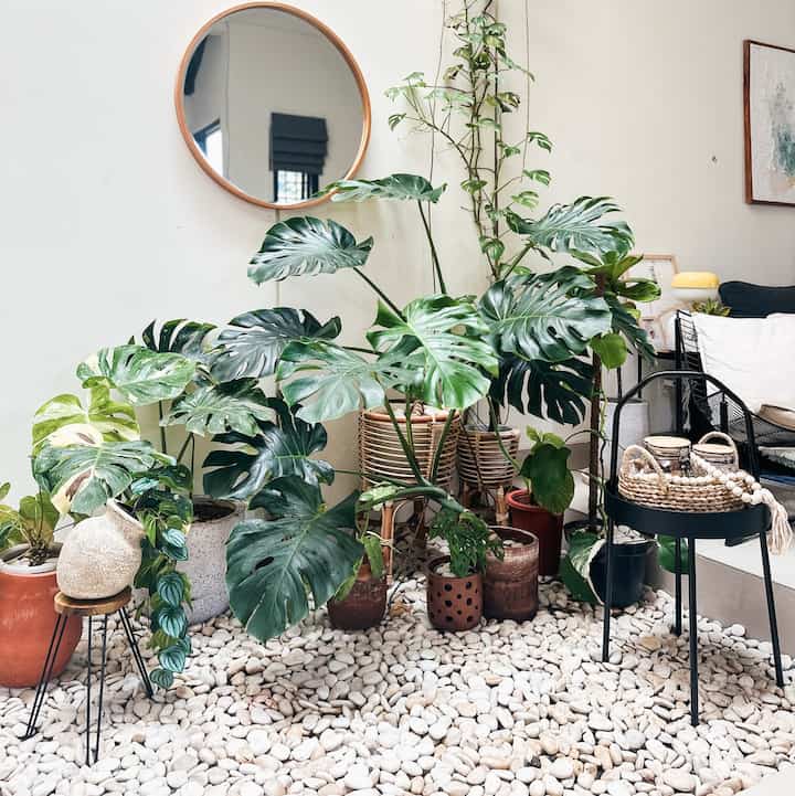“Green Corner”

Holaa dari casaaksadaru
Selamat malam semua 👋🏻

Inila salah satu pojok favorit di rumah. Tempat koleksi momon kesayangan berada. Indoor garden casaaksadaru. Taman kering dapat memberikan kesan rumah yang segar dan asri. Sehingga membuat udara di rumah juga lebih adem. Bagaimana taman dirumah kalian? Lebih suka indoor atau outdoor nih, 
Semoga bisa menginspirasi yaaa 🌿🫶🏻

#indoorgarden
#greencorner
#planthome
#indoorplants
#homeplants
#casaaksadaru