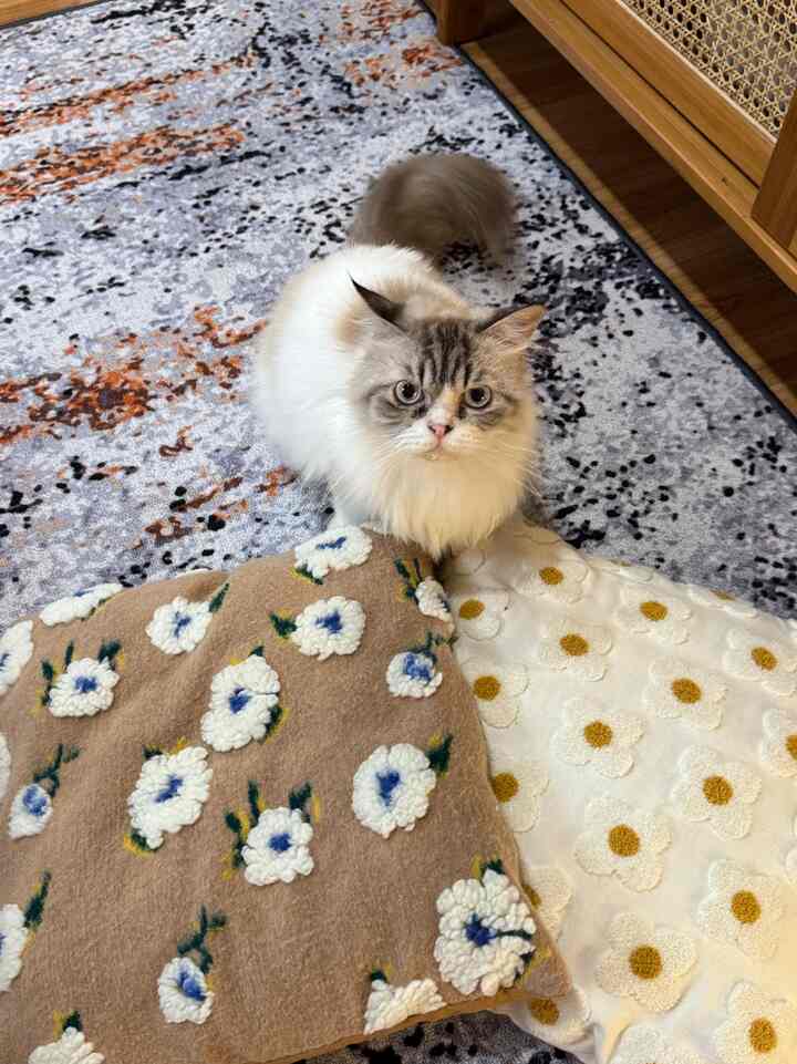 Beige and white tone living room floor featuring floral blankets with a cat sitting, creating a cozy atmosphere