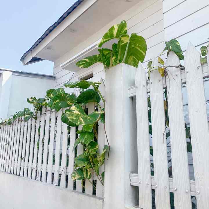 Inspirasi fasad menyatu dengan home store
Jadi seiringnya tahun alhamdulilah small bisnisku berkembang akhirnya harus merelakan fasad rumah dan halaman samping! Ini setelah renovasi garasi menjadi home store dan taman samping menjadi garasi

#InspirasiFasadRumah #FacadeIdeas
#GayaFasad #rumahpedesaan #rumahkecil 