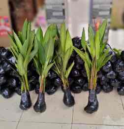 Tanaman hias pisang pisangan - tanaman hias helikornia