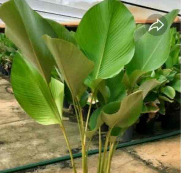 calathea luthea