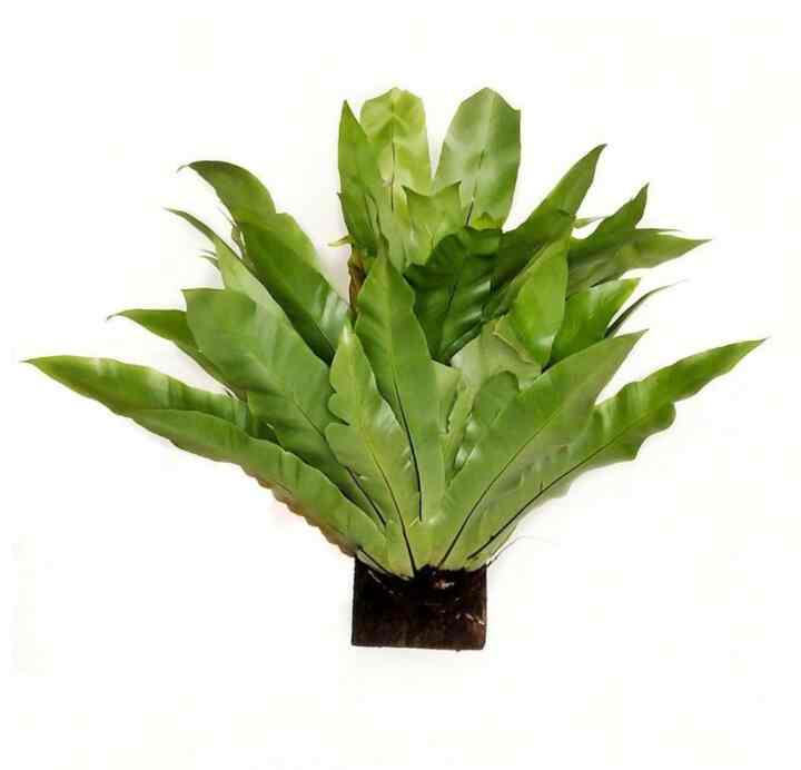 Tanaman Hias Kadaka Siap Tempel