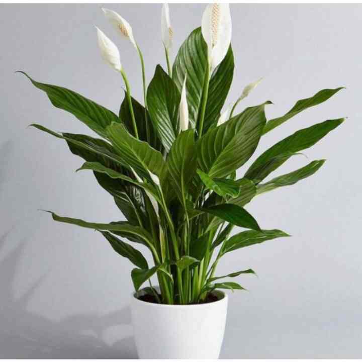 Tanaman Peace Lily Artifisial