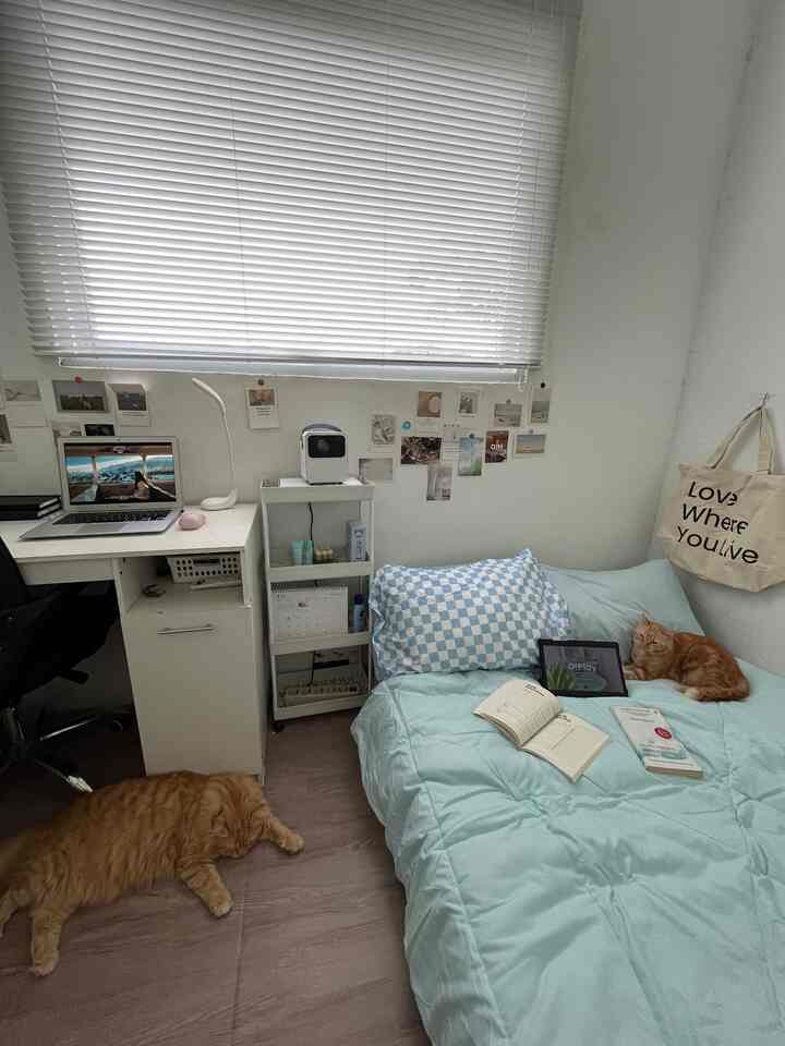 White and light blue toned bedroom featuring a desk, shelving, and two cats in a cozy, tidy space