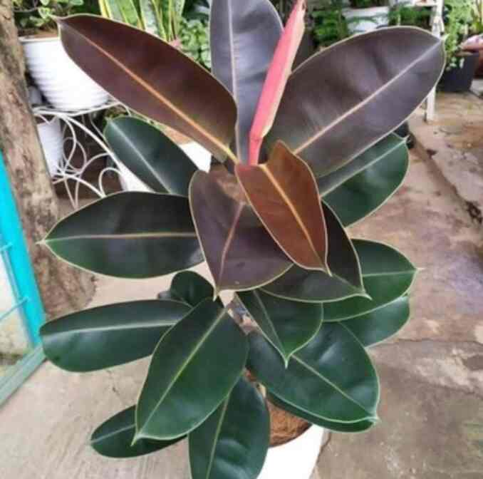 Tanaman hias herbal karet kebo merah