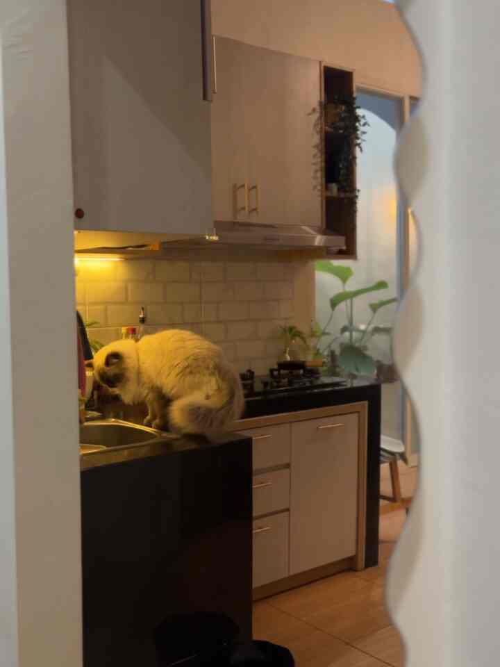 🐈‍⬛ Orangtua hewan peliharaan 

#kitchenminimalist #rumahdeveloper #japandi #decorlowbudget #petparent