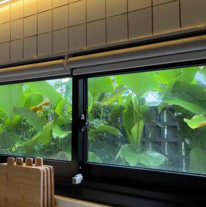Kitchen window with black frame and roller blinds overlooking vibrant green plants outside
