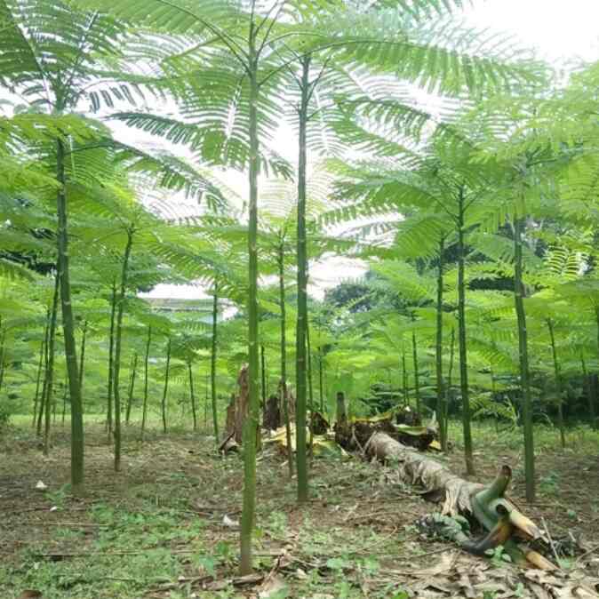 pohon solobium tinggi 5 meter