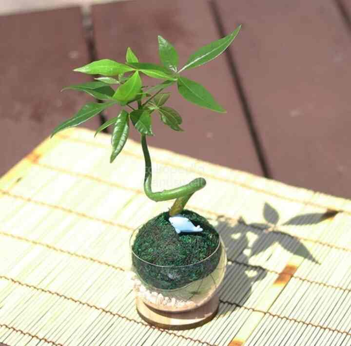 Mossball w/ round vase - Pachira