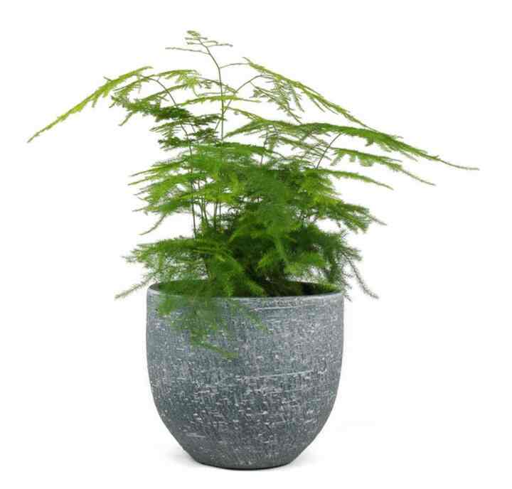 Asparagus Setaceus Plumosus