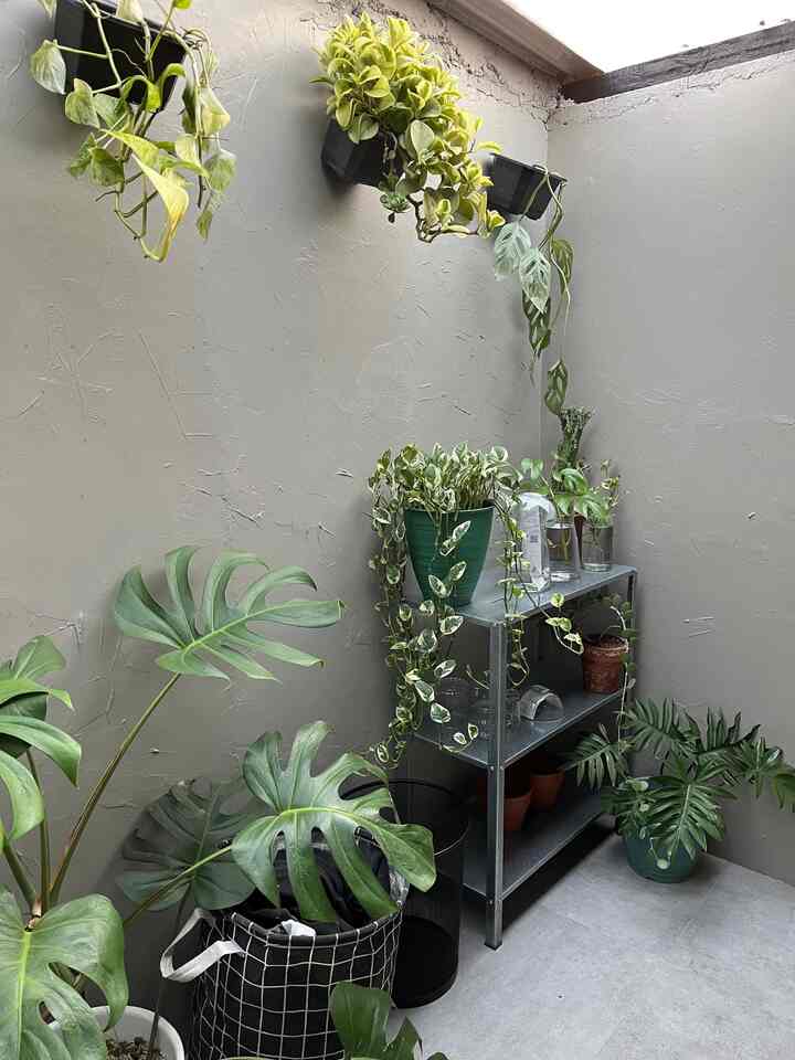 Ruangan indoor lainnya dari kamar atap di fungsikan sebagai tempat penyimpanan cucian kotor dan didekorasi sebagai tempat tanaman hias. Pemberian rak ini sangat fungsional karna selain untuk penyimpanan juga dapat digunakan sebagai rak tanaman untuk memberikan suasana hijau yang alami dan segar di ruangan ini 🍃🌿

#ruanglaundry
#badroomstyling
#MakeOverKamarMandi
#tanaman 
#tanamanhiasIndoor