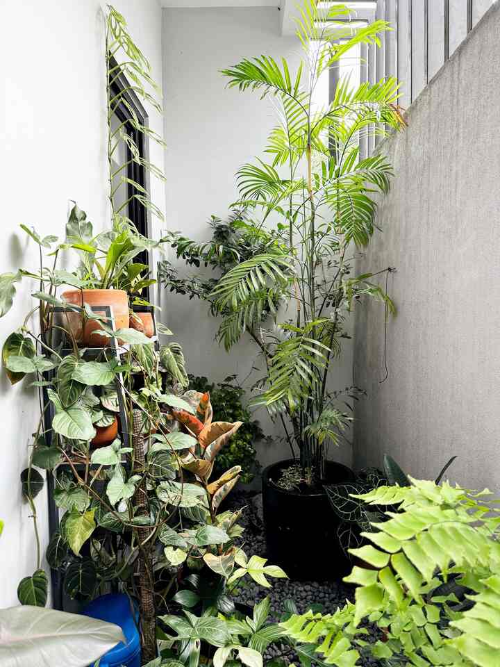 Hutan Kecil Dirumah

Punya lahan terbuka didalam rumah, boleh banget dimanfaatkan untuk membuat taman kering

Cukup dengan tanaman dalam pot, simpan disetiap sudut dan memakai rak, agar terlihat rimbun

Membuat suasana rumah adem dan juga agar udara lebih segar

#bumitimi #taman #patio #tamankering #tamantropis #tanamanhijau #inspirasitaman #inspirasipohon #bandung