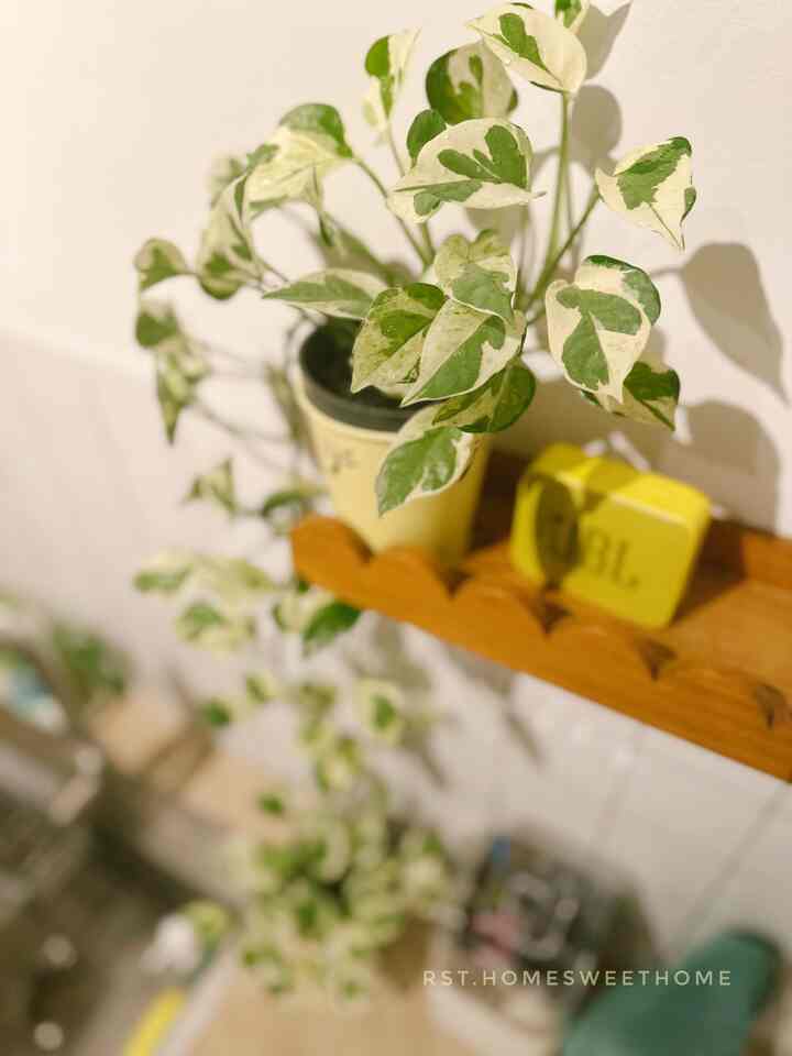 For plants, I just take care of them myself by watering them regularly, and if they get too long, I usually cut them and move them to another place so they can grow again 🫶🏻 So it's not a hassle to buy plants 💕
.
.
#simplekitchen #belajarminimalism #belajarhidupsederhana #dapursederhana