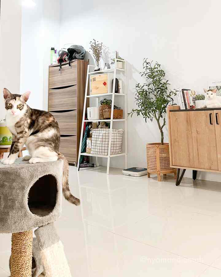 Bright white-walled and floored entrance space featuring wood-tone furniture, green plant, two cats, and a gray cat tower creating a warm atmosphere