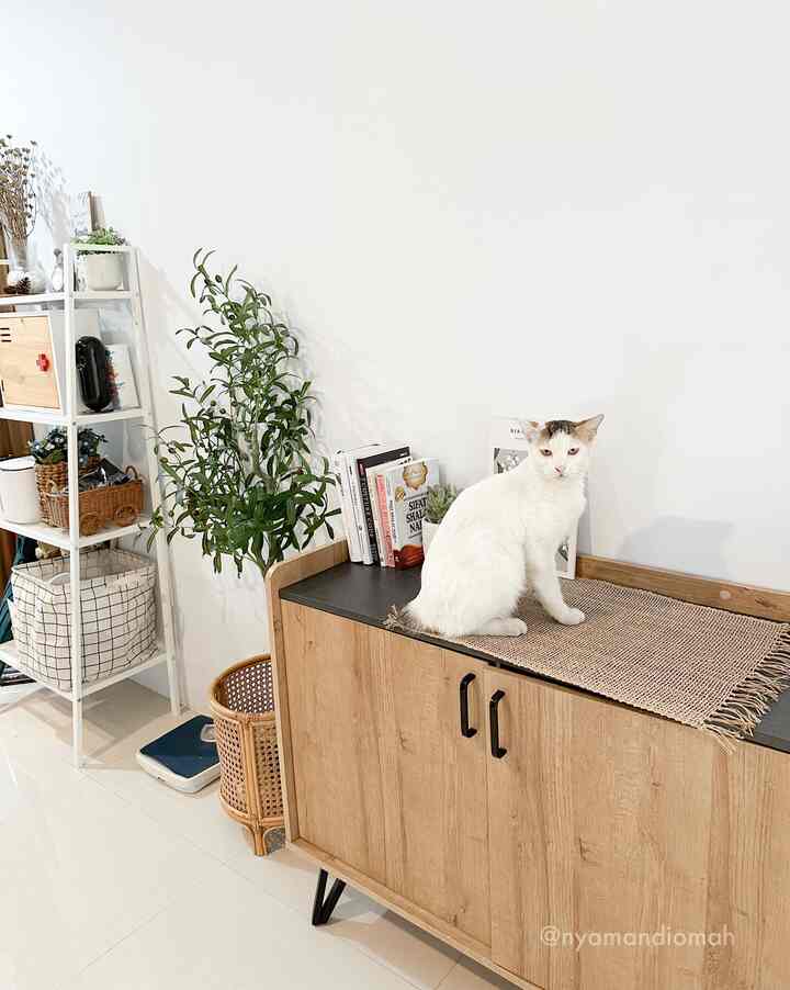 Bright white walled living space featuring a natural wood cabinet, shelving, plants, and a cat, creating a cozy pet-friendly atmosphere