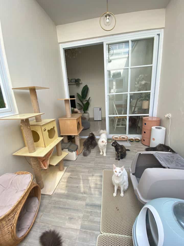 In this free theme, I want to share my child's room which consists of a cat condo, a place to eat, a litter box and also a cage. 
They usually spend the night in this room, but from morning to evening they wander around the house 


#catroom #catcondo #inspirasikamarkucing #homelivingbylistya #kamartidurkucing #inspirasicatroom #catlovers