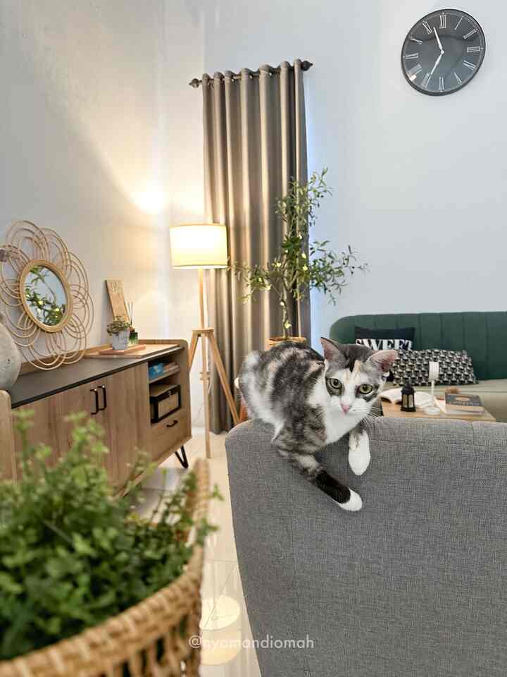 Warmly lit living room with beige curtains, wooden cabinet, green sofa, and a cat perched on the gray sofa backrest
