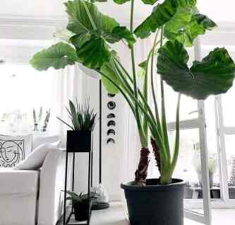 Tanaman Hias Talas / Sente Hijau / Keladi / Alocasia