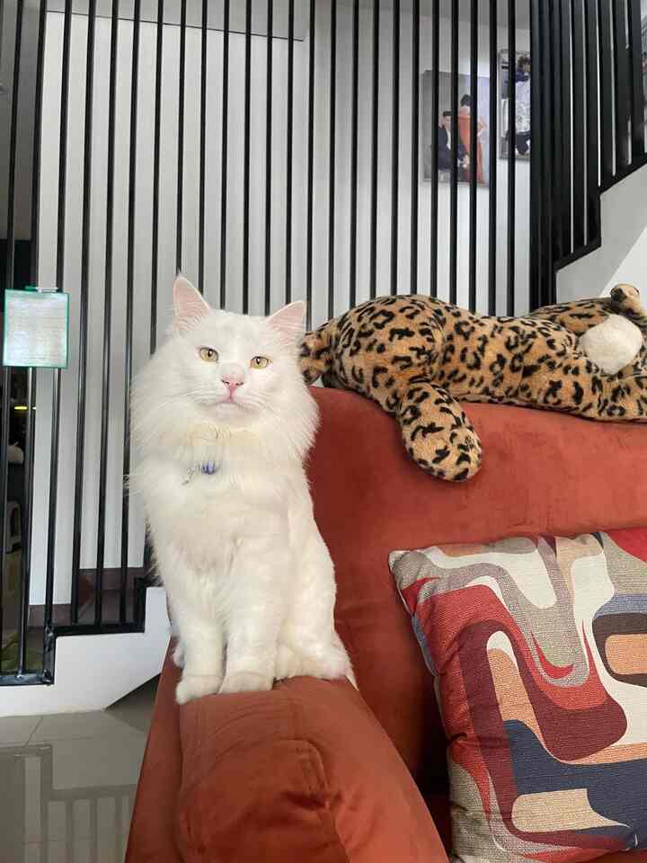 Living di @diemdibumi merupakan tempat yang paling sering disinggahi. Sehingga ruangan ini perlu dibuat senyaman mungkin💗 #livingroom #inspirasiruangtv #ruangtv #livingroominspo #ruangkeluarga #livingwithcat #homedecorinspo #homedecor