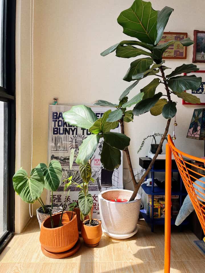 Sinar matahari: Salah satu elemen terpenting dalam ruangan ini.
Karena selain membuat ruangan lebih hidup, sinar matahari yang cukup berarti tanaman di dalam rumah juga bisa tumbuh sehat! 🌱
*walaupun kadang terasa sedikit panas 😌🌞☀️

#cahaya alami #sunlight #windowdesign #pintukaca #houseplants #tanamandekorasi