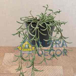  FEJKA Tanaman tiruan dalam pot uk 9 cm, string of bananas digantung