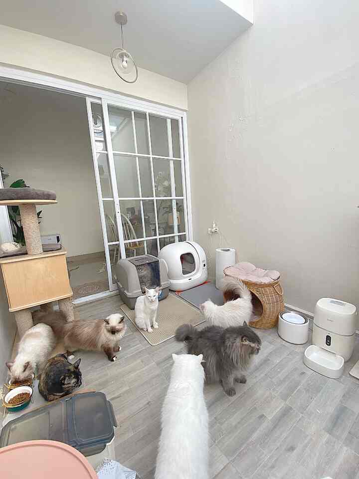 Belakangan ini lebih sering beli untuk keperluan anak-anak buluku seperti Toilet Sepf Cleaning dari PetKit, Water Fountain PetKit, Tempat makan otomatis dari Bardi, dari lampu gantung yg sebelumnya rusak tapi aku sengaja cari yang sama bentuknya karena simple dan berwarna gold. Dengan harapan kalau lagi ninggalin anabul pergi-pergi ga takut anabul bakal kekurangan makanan, minuman ataupun trmpat pee dan pupnya banyak kotoran. Menurutku barang-barang yang baru aku beli ini sangat membantu aku banget dalam mengurus anabul anabulku. 


#SpillProductTag #4BendaWajibBeli #SpillLinkShopee