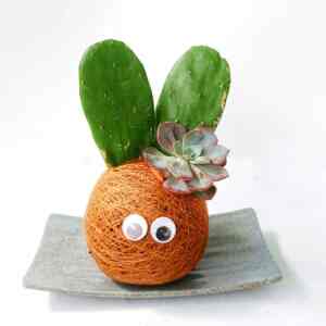 Kokedama Kaktus Opuntia