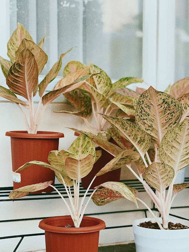 Hai tetangga yuk bahas teras rumah, untuk merefresh tampilan teras aku ganti beberapa pot bunga untuk tanaman tanaman hias ku. Setelah diganti dengan pot teracota suasananya berubah terlihat lebih fresh ya.

#inspirasiterasrumah
#terasrumah
#tanamanrumah 
#tanamanhijau 
#japandistyle