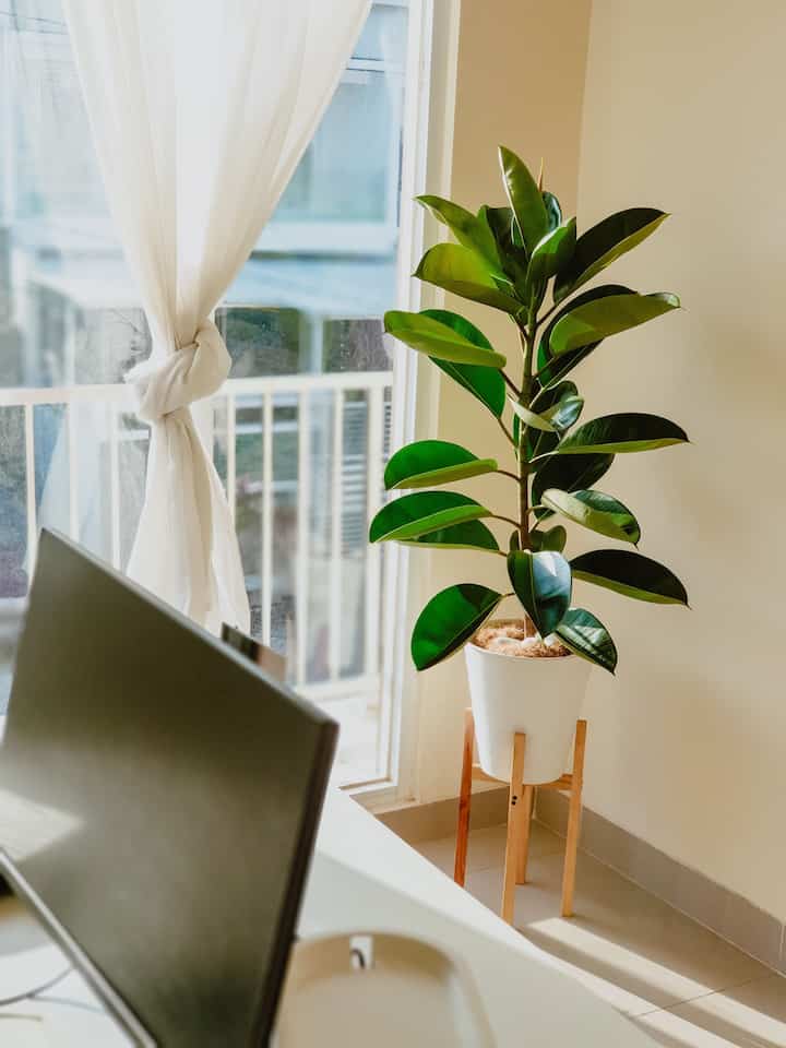Sudut home office pertama. Masih dihuni karet kebo yang bermandikan matahari pagi.

#HomeOffice #SudutRumah #OfficeCorner #IndoorPlant #SudutCantik