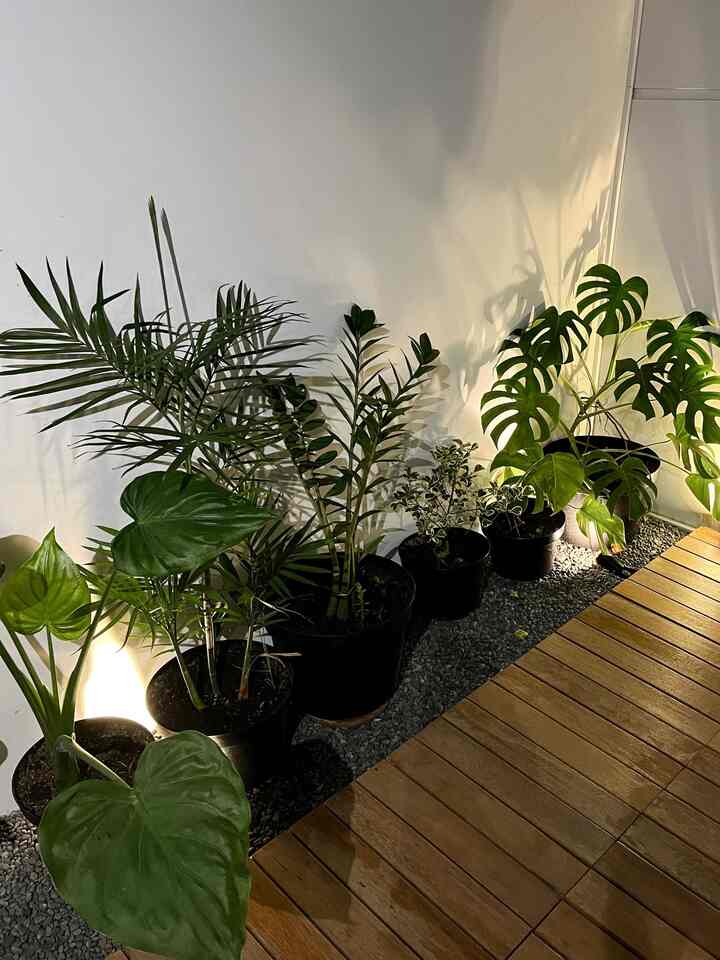Tanaman baru di taman belakang yang kering✨

Jadi saya hanya menambahkan tanaman di kebun belakang yang kering. Kali ini saya memilih tanaman berukuran besar agar area taman belakang terlihat lebih hijau. 

Senang rasanya jika tanaman bisa bertahan dan menumbuhkan tunas baru 🥹🥹🥹. Semoga tanaman ini tumbuh sehat dan subur 🤍. 

Untuk potnya saya masih menggunakan pot plastik biasa karena sejujurnya lebih baik menggunakan pot berwarna hitam, putih atau terakota. Apakah Anda punya ide? tertawa terbahak-bahak

#TamanKering
#Inspirasi Taman Kering
#taman mini
#MiniTaman
#GardenInspo
#Taman Tropis
#Tanaman Hias 
