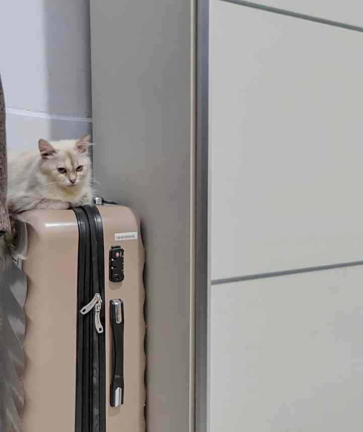 Turunin koper dari atas lemari, penampakannya cakep juga 😍 #lemari #koper #Cat 