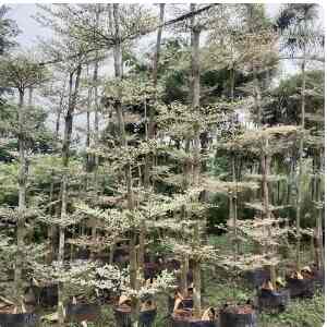 pohon Ketapang kencana varigata tinggi 3 - 4 meter