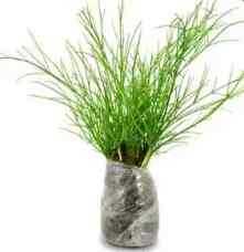 Tanaman Air Mancir Bunga Merah