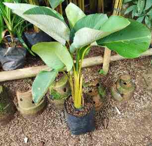 Tanaman hias calathea pisang - pisang calathea