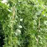 Tanaman Lee Kwan Yew Panjang 2 Meter | Pohon Li Kuan Y