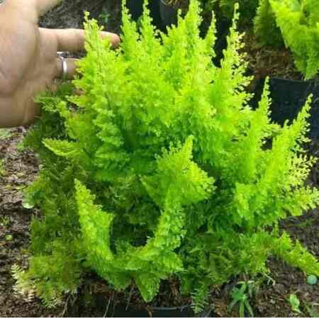 Tanaman Hias Pakis Embun