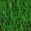 rumput sintetis 2.5cm