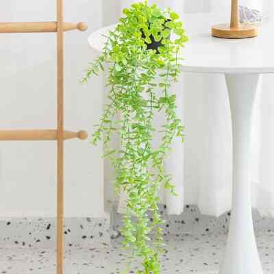 Daun Juntai Yugali YJL Bunga Eukaliptus