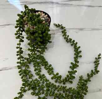 TANAMAN SUKULEN ARTIFICIAL